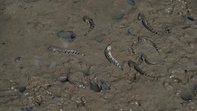 A group of mudskippers crawling on muddy water on sunny day. 