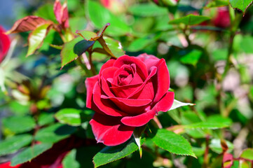 Blossom of red rose flowers growing in castle garden in Provence, France, in sunny day