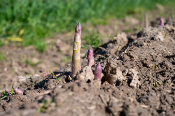 Green asparagus sprouts growing on bio farm field in Limburg, Belgium