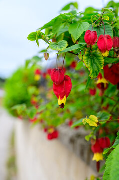 Callianthe megapotamica, trailing abutilon flowering plant species of Abutilon native to Argentina, Brazil and Uruguay