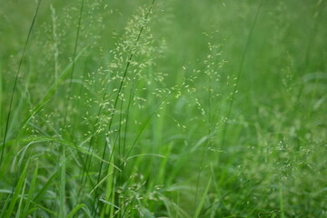 juicy green summer grass in the meadow, succulent green cereal plants in the field, tender green meadow spikelets, grass texture background, close-up spikelets moving in the wind	