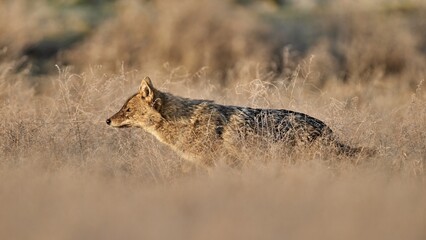 Golden jackal, Canis aureus in natural habitat