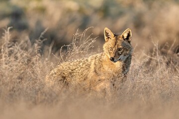 Golden jackal, Canis aureus in natural habitat
