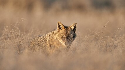 Golden jackal, Canis aureus in natural habitat