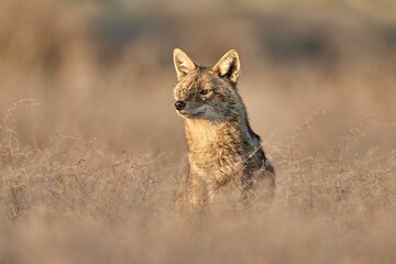 Golden jackal, Canis aureus in natural habitat