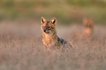 Golden jackal, Canis aureus in natural habitat