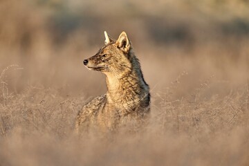 Golden jackal, Canis aureus in natural habitat