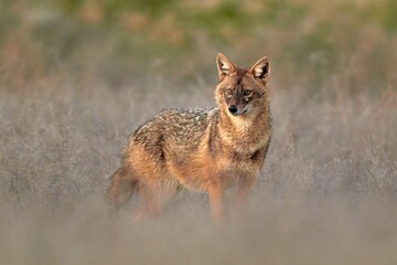 Golden jackal, Canis aureus in natural habitat