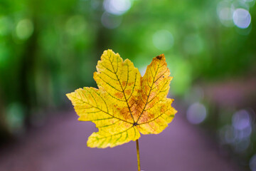 autumn leaves on the tree