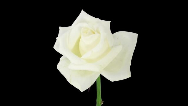 Time lapse of dying white Akito rose with ALPHA transparency channel isolated on black background
