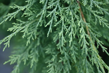 macro-green juniper branch as background, green texture of pine needles 
