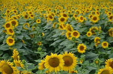field of sunflowers in Tuscany, Italy
