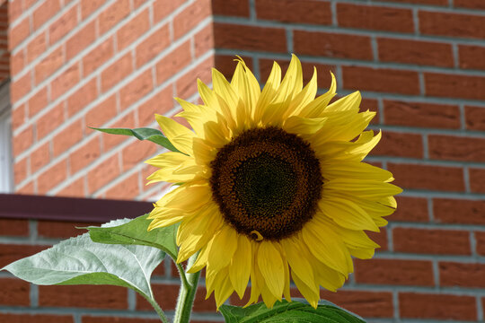 Belle fleur soleil de Tournesol.