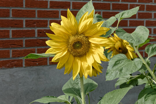 Jeune fleur de tournesol.