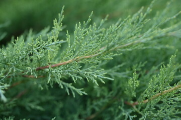 Green juniper branches close-up, green background, juniper branches texture , 