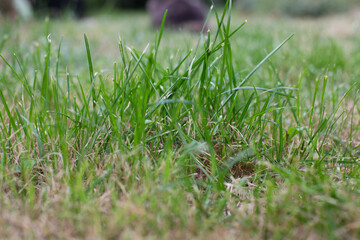Spring green grass