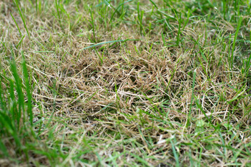 Damaged grass, damaged lawn