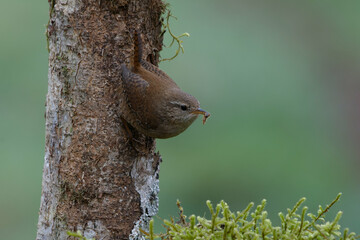 Eurasian Wren (Troglodyetes troglodytes) on a branch