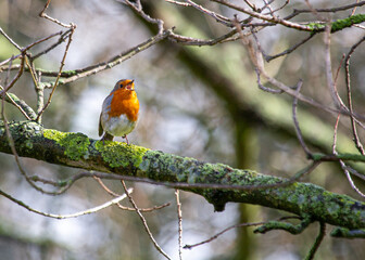 The European Robin (Erithacus rubecula), a symbol of joy in Europe, is a small bird with a red breast. Spotted in Dublin, Ireland.
