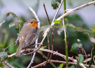 The European Robin (Erithacus rubecula), a symbol of joy in Europe, is a small bird with a red breast. Spotted in Dublin, Ireland.