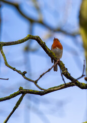 The European Robin (Erithacus rubecula), a symbol of joy in Europe, is a small bird with a red breast. Spotted in Dublin, Ireland.