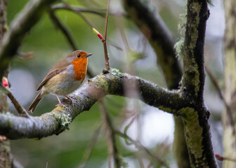 The European Robin (Erithacus rubecula), a symbol of joy in Europe, is a small bird with a red breast. Spotted in Dublin, Ireland.