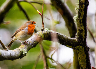 The European Robin (Erithacus rubecula), a symbol of joy in Europe, is a small bird with a red breast. Spotted in Dublin, Ireland.