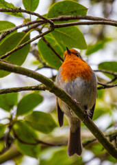 The European Robin (Erithacus rubecula), a symbol of joy in Europe, is a small bird with a red breast. Spotted in Dublin, Ireland.