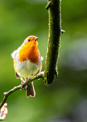 The European Robin (Erithacus rubecula), a symbol of joy in Europe, is a small bird with a red breast. Spotted in Dublin, Ireland.