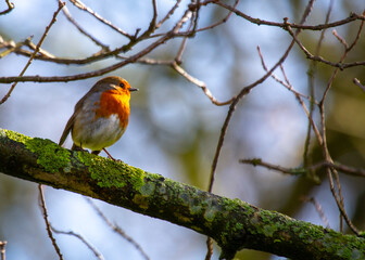 The European Robin (Erithacus rubecula), a symbol of joy in Europe, is a small bird with a red breast. Spotted in Dublin, Ireland.