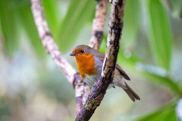 The European Robin (Erithacus rubecula), a symbol of joy in Europe, is a small bird with a red breast. Spotted in Dublin, Ireland.