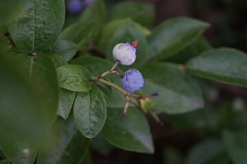 blueberries ripen on the bush