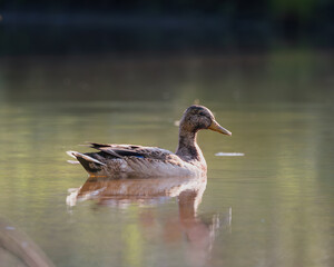Mallard casually strolling in the pond.
