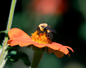 Bee checking out this particular flower. Check out all the pollen on the bee!