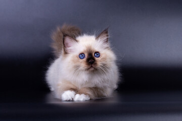 Sacred Birman kitten, birma on a black background