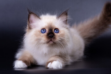 Fototapeta premium Sacred Birman kitten, birma on a black background
