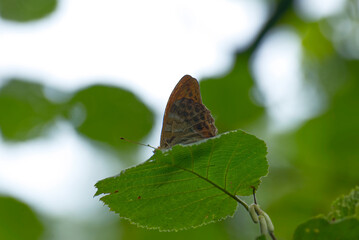 Silver-washed Fritillary (Argynnis paphia) butterfly sitting on a green leaf in Zurich, Switzerland