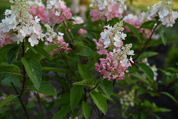 hydrangea bushes, hydrangea flowers on branches