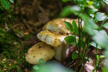 mushrooms in the forest
