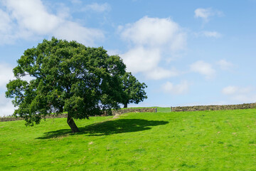 tree on a hill