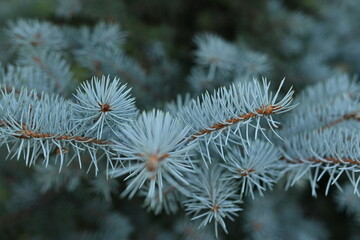 
texture of blue pine branches, blue Christmas tree needles close-up, texture of coniferous tree branches close-up