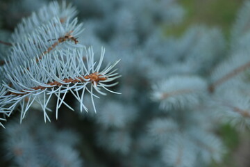 Naklejka na ściany i meble texture of blue pine branches, blue Christmas tree needles close-up, texture of coniferous tree branches close-up