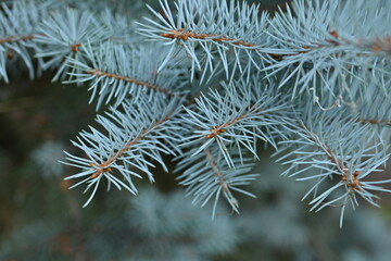 
texture of blue pine branches, blue Christmas tree needles close-up, texture of coniferous tree branches close-up