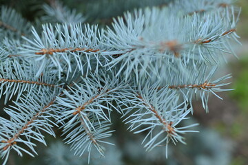 
texture of blue pine branches, blue Christmas tree needles close-up, texture of coniferous tree branches close-up