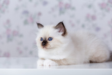 Sacred Birman kitten, birma on a light background