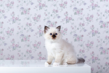 Sacred Birman kitten, birma on a light background