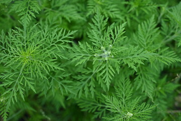 green branches of ragweed, flowers that cause allergies, allergen, blooming ragweed, green ragweed...