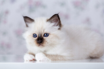 Fototapeta premium Sacred Birman kitten, birma on a light background