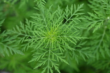 green leaves of ragweed close-up, green branches of ragweed photo from above