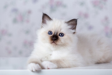 Sacred Birman kitten, birma on a light background